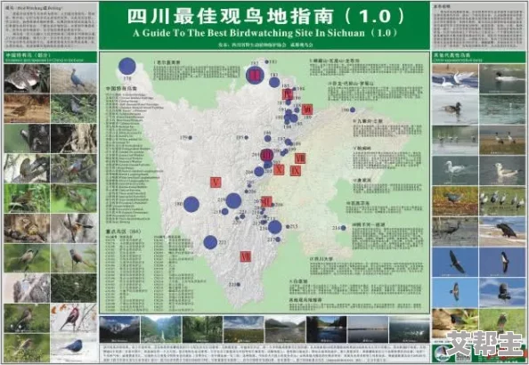 探索心动小镇：最佳观鸟地点及观赏指南全攻略