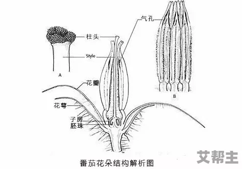 双性花蒂尿孔bl：科学家发现其在植物繁殖中的惊人作用，颠覆传统生物学认知！