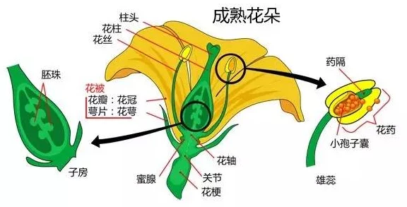 双性花蒂尿孔bl：科学家发现其在植物繁殖中的惊人作用，颠覆传统生物学认知！